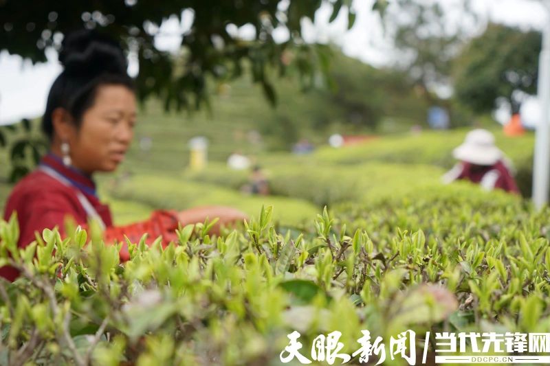 有关于度假到丹寨•品茗云硒茶,丹寨举办茶文化节活动的消息(3)