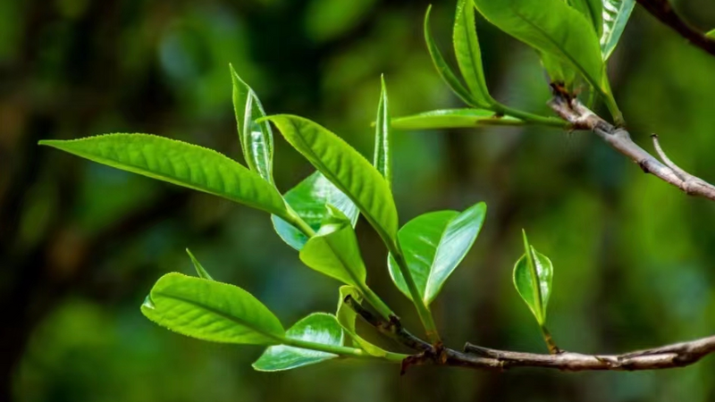关于云南省首次在双江运用区块链技术与北斗卫星定位开展春茶质量保荐溯源的相关信息(1)