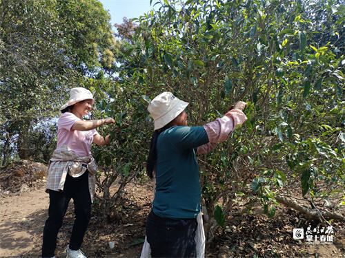有关于普洱春茶悄然上市！价格还在“杀青”中的内容(3)