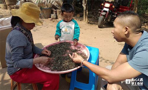 有关于普洱春茶悄然上市！价格还在“杀青”中的内容(2)