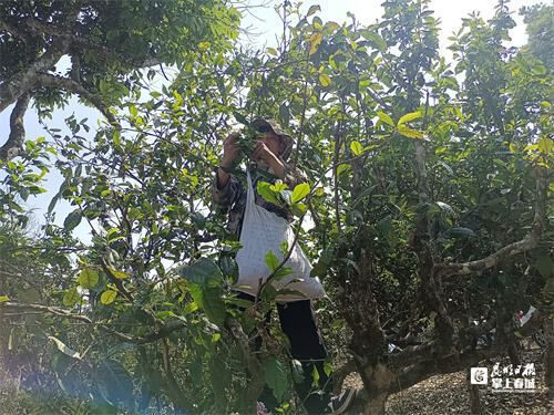 有关于普洱春茶悄然上市！价格还在“杀青”中的内容