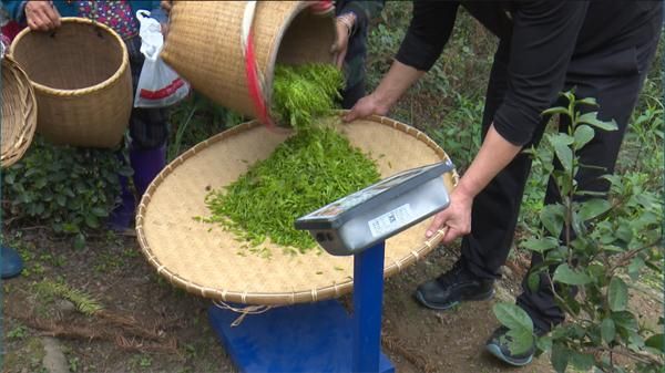 关于辰溪：大力发展野生有机茶产业 助推乡村振兴的消息(2)