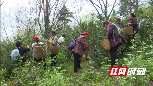 关于辰溪：大力发展野生有机茶产业 助推乡村振兴的消息