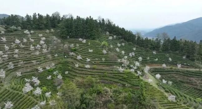 有关于南昌市“明前茶”飘香，村民采茶忙的相关内容