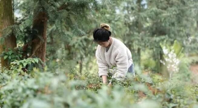 有关于南昌市“明前茶”飘香，村民采茶忙的相关内容(1)