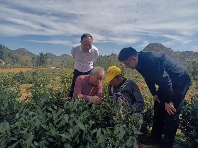 有关于3月茶情:培训加工忙不停 春茶生产正当时的资讯(1)