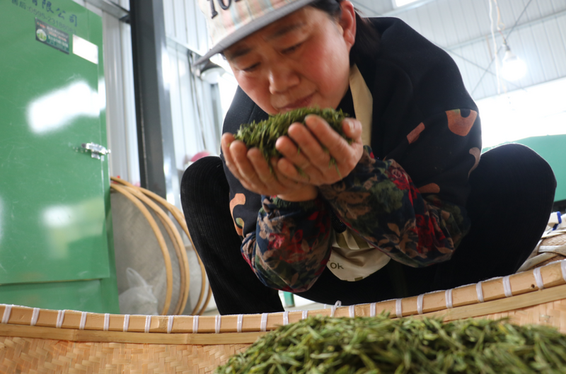 有关于铜山镇：春暖茶飘香 茶山采茶忙的信息(2)