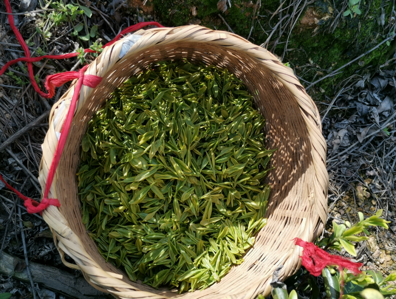 有关于铜山镇：春暖茶飘香 茶山采茶忙的信息(1)