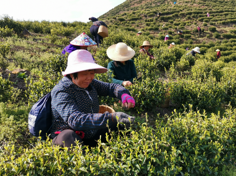 有关于铜山镇：春暖茶飘香 茶山采茶忙的信息