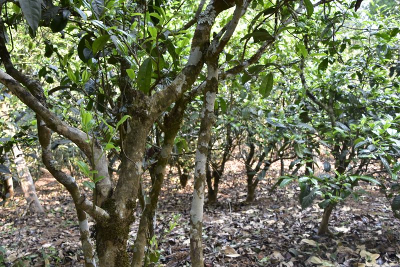 关于2023年懂过古树春茶参考价格1500-2200元的相关信息