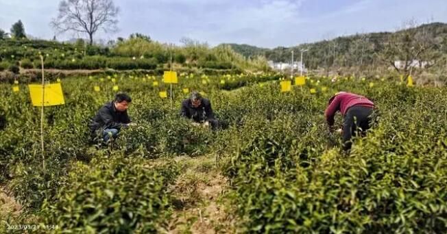 有关于祁门县历口镇：喜迎春茶采摘 建设魅力茶乡的新闻