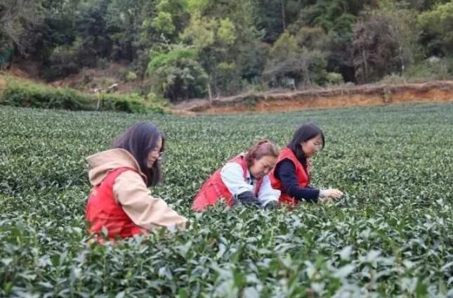 有关于西湖区灵山村 春茶开采，志愿者助农进茶园的内容