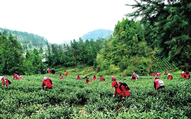 有关于重庆市黔江：脱贫村里采茶忙的内容