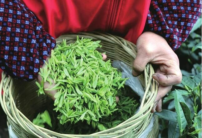 有关于重庆市黔江：脱贫村里采茶忙的内容(1)