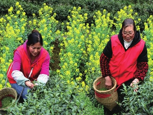 有关于重庆市黔江：脱贫村里采茶忙的内容(2)