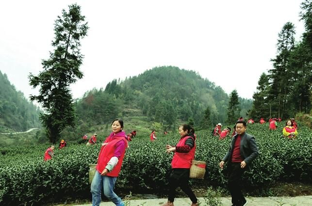 有关于重庆市黔江：脱贫村里采茶忙的内容(5)