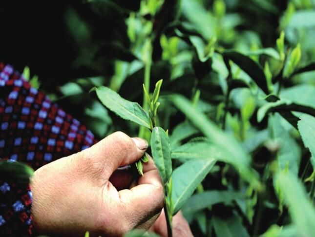 有关于重庆市黔江：脱贫村里采茶忙的内容(4)