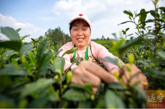 有关于蓬溪茶香飘，茶农采茶忙的相关信息