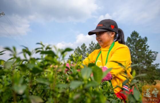 有关于蓬溪茶香飘，茶农采茶忙的相关信息(1)