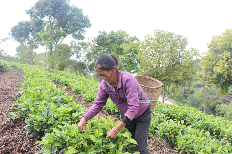 有关于孟连县公信乡：明前抢“鲜”采 “绿”叶振乡村的最新消息(3)