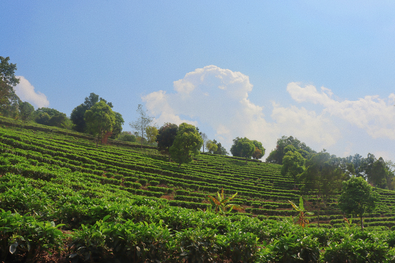 有关于孟连县公信乡：明前抢“鲜”采 “绿”叶振乡村的最新消息