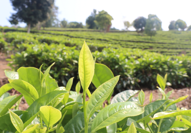 有关于孟连县公信乡：明前抢“鲜”采 “绿”叶振乡村的最新消息(2)