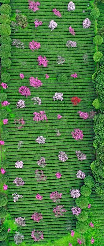 有关于若到茶海之心赶上春， 千万和春住的消息(4)