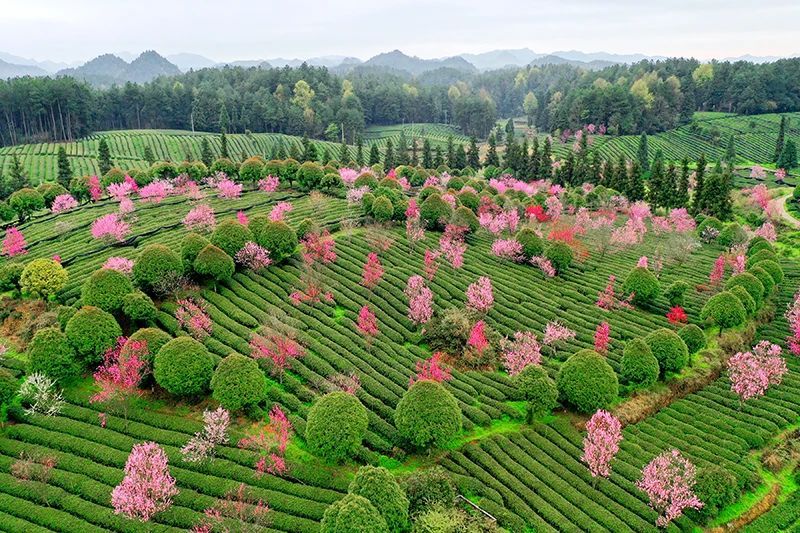 有关于若到茶海之心赶上春， 千万和春住的消息(3)