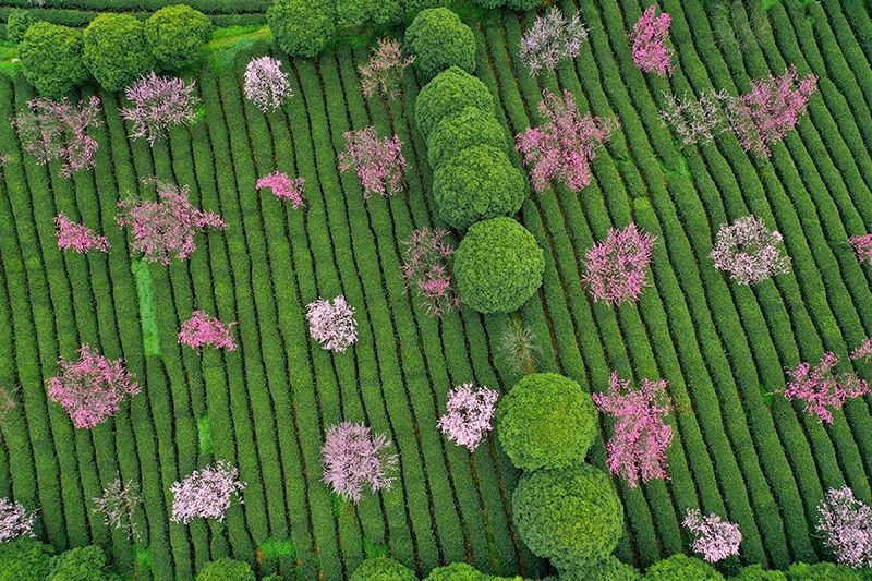 有关于若到茶海之心赶上春， 千万和春住的消息(6)