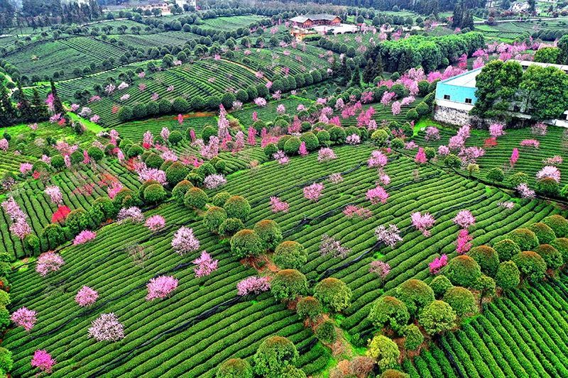 有关于若到茶海之心赶上春， 千万和春住的消息