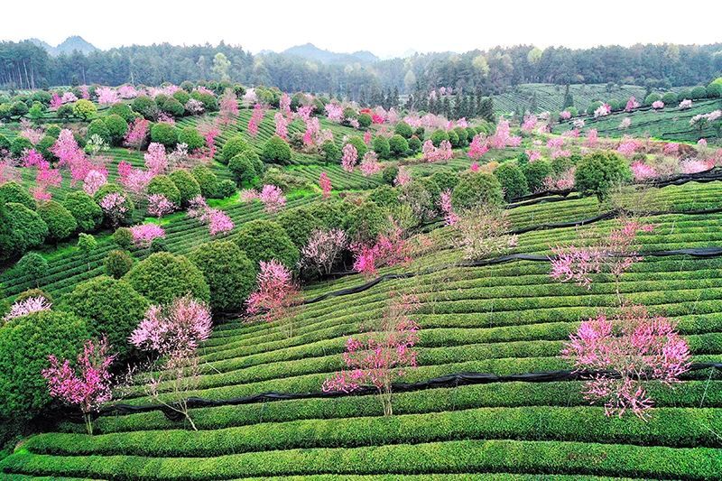 有关于若到茶海之心赶上春， 千万和春住的消息(2)