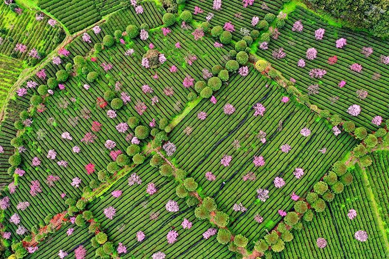 有关于若到茶海之心赶上春， 千万和春住的消息(5)