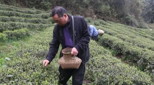 有关于贵州金沙：茶产业搭乘党建五项行动的春风的最新消息(2)