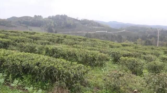 有关于贵州金沙：茶产业搭乘党建五项行动的春风的最新消息