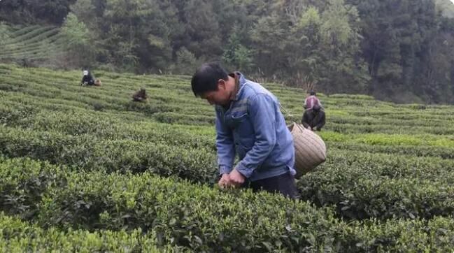 有关于贵州金沙：茶产业搭乘党建五项行动的春风的最新消息(1)