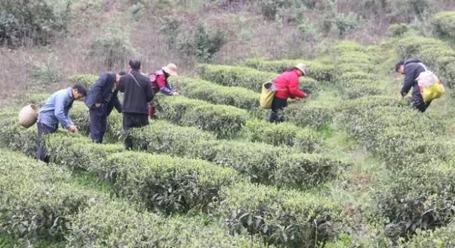 有关于贵州金沙：茶产业搭乘党建五项行动的春风的最新消息(3)