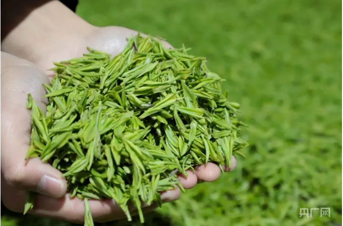 有关于贵州金沙：茶山春光无限好 茶农采茶增收忙的消息(1)