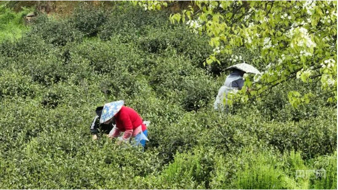 有关于贵州金沙：茶山春光无限好 茶农采茶增收忙的消息