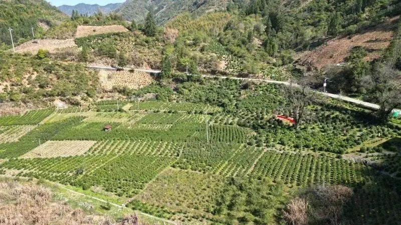 关于以茶为媒 相聚祁眉 2023第四届祁门“祁眉”红茶正式开园的最新消息