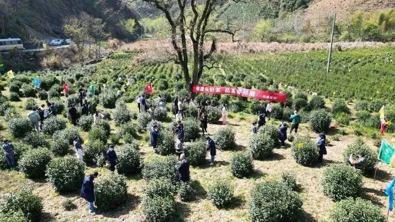 关于以茶为媒 相聚祁眉 2023第四届祁门“祁眉”红茶正式开园的最新消息(1)