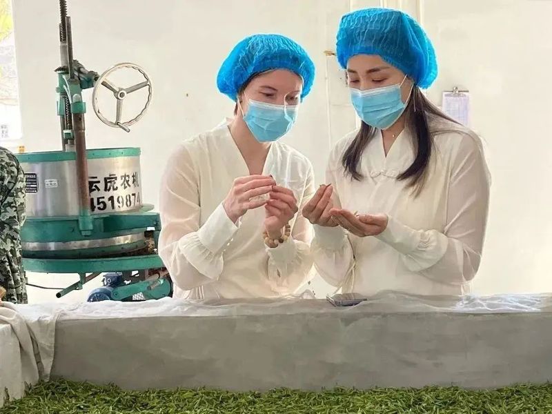 关于以茶为媒 相聚祁眉 2023第四届祁门“祁眉”红茶正式开园的最新消息(8)