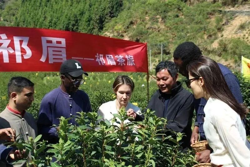关于以茶为媒 相聚祁眉 2023第四届祁门“祁眉”红茶正式开园的最新消息(4)