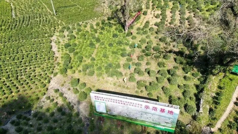 关于以茶为媒 相聚祁眉 2023第四届祁门“祁眉”红茶正式开园的最新消息(2)