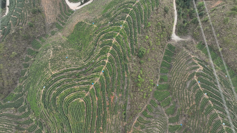 有关于贵州敖市：大力发展高产值茶产业 走上乡村振兴致富路的资讯