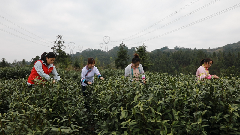 有关于贵州敖市：大力发展高产值茶产业 走上乡村振兴致富路的资讯(1)