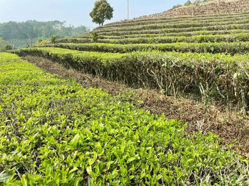 有关于大朝山东镇：采得春茶归 十里闻茶香的消息(1)