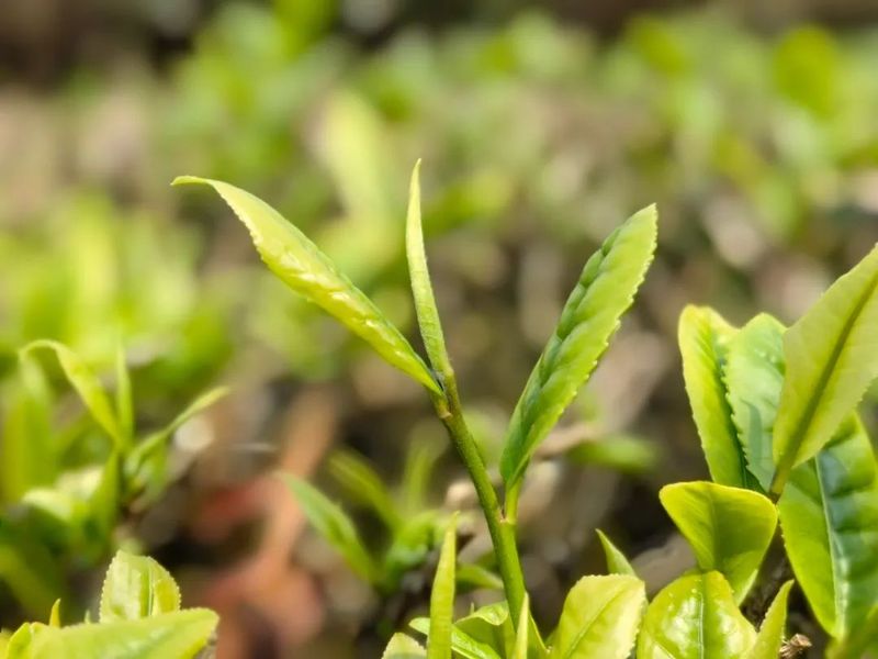 有关于大朝山东镇：采得春茶归 十里闻茶香的消息(3)