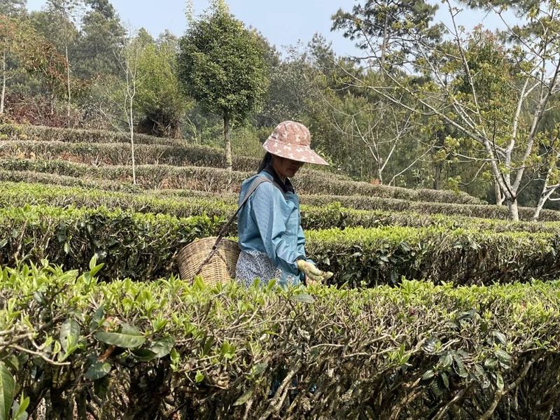 有关于大朝山东镇：采得春茶归 十里闻茶香的消息(2)