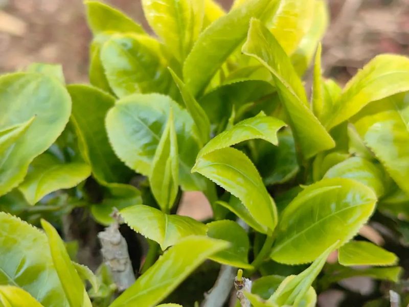 有关于大朝山东镇：采得春茶归 十里闻茶香的消息(4)