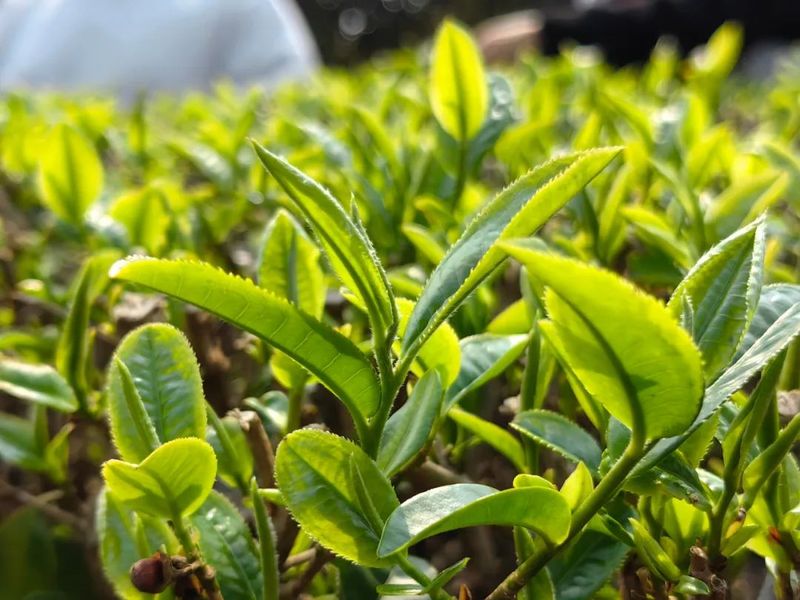 有关于大朝山东镇：采得春茶归 十里闻茶香的消息